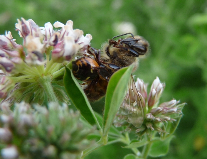 La morte in tecnicolor (vari Synema globosum)